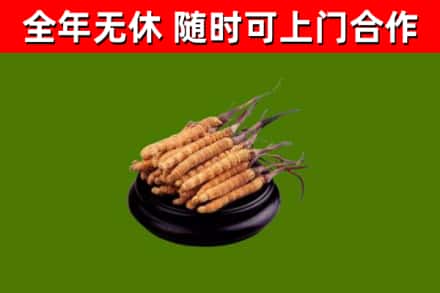 宽城区烟酒回收冬虫夏草.jpg